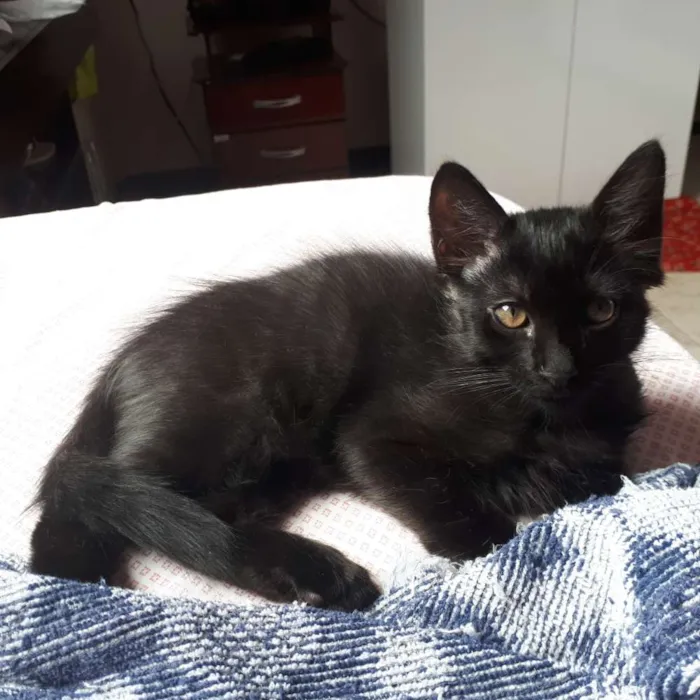 Gato ra a  idade 2 a 6 meses nome Isolda e Neguinho 