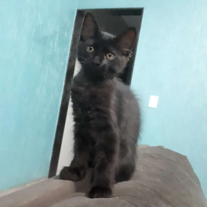 Gato ra a  idade 2 a 6 meses nome Isolda e Neguinho 