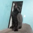 Isolda e Neguinho 