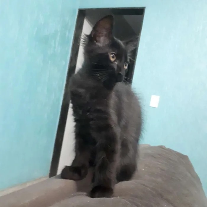 Gato ra a  idade 2 a 6 meses nome Isolda e Neguinho 
