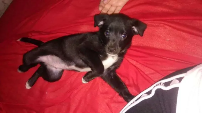 Cachorro ra a Vira lata idade 2 a 6 meses nome Zeus