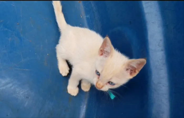 Gato ra a SRD  idade 2 a 6 meses nome Floquinho e Fofinha 
