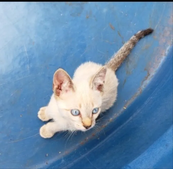 Gato ra a SRD  idade 2 a 6 meses nome Floquinho e Fofinha 