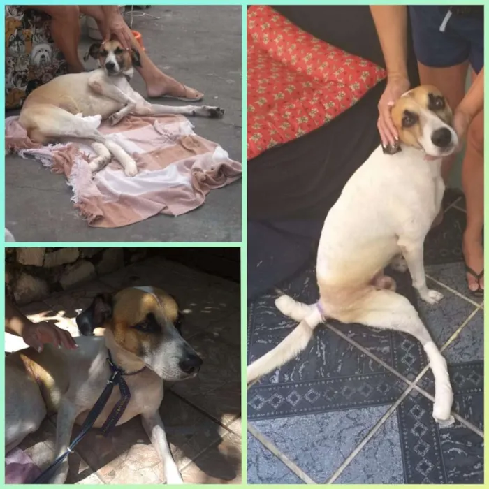Cachorro ra a SRD idade 5 anos nome Nick