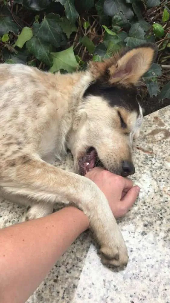 Cachorro ra a SRD idade 1 ano nome Sem nome