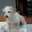 Não tem