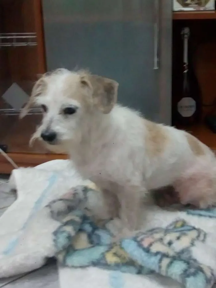 Cachorro ra a Viralata idade 4 anos nome Não tem