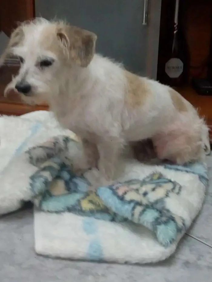 Cachorro ra a Viralata idade 4 anos nome Não tem