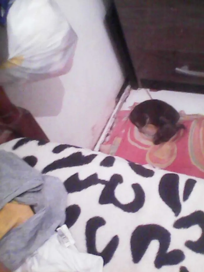 Cachorro raça  idade 2 a 6 meses nome Makemzie 