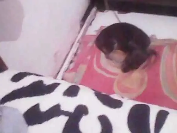 Cachorro raça  idade 2 a 6 meses nome Makemzie 