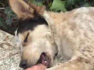 Cachorro raça SRD idade 1 ano nome Sem nome