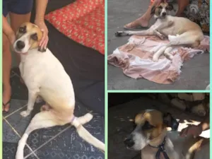 Cachorro raça SRD idade 5 anos nome Nick