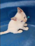 Floquinho e Fofinha 