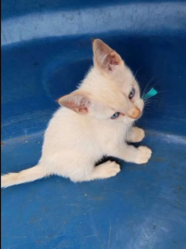 Gato ra a SRD  idade 2 a 6 meses nome Floquinho e Fofinha 
