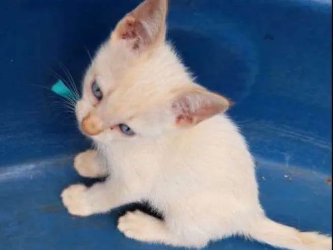 Gato ra a SRD  idade 2 a 6 meses nome Floquinho e Fofinha 