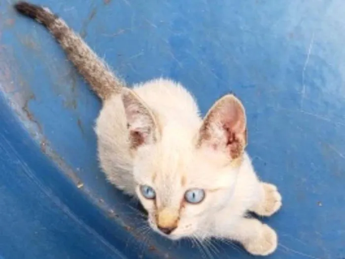 Gato ra a SRD  idade 2 a 6 meses nome Floquinho e Fofinha 
