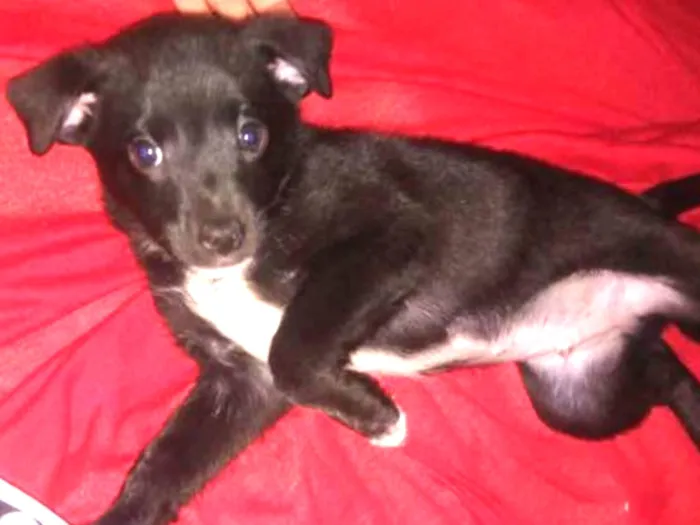 Cachorro ra a Vira lata idade 2 a 6 meses nome Zeus