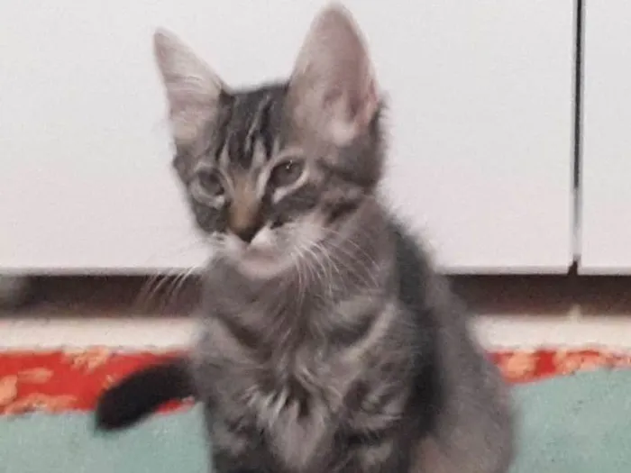Gato ra a  idade 2 a 6 meses nome Isolda e Neguinho 