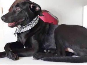 Cachorro raça SRD idade 7 a 11 meses nome BERNARDO