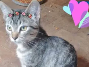 Gato raça SRD idade 2 a 6 meses nome LISA