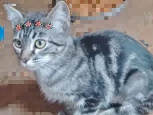 Gato raça SRD idade 2 a 6 meses nome SARA