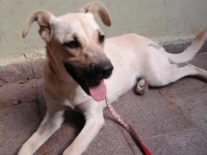 Cachorro ra a Mestiça labradora idade 7 a 11 meses nome Luna