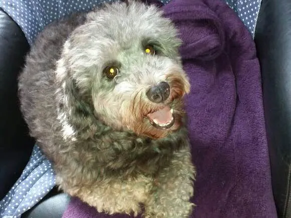Cachorro ra a Poodle  idade 5 anos nome Beethoven 