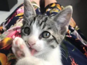 Gato raça SRD idade 2 a 6 meses nome Diana
