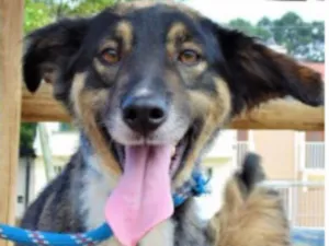 Cachorro raça SRD idade 2 anos nome MANDY