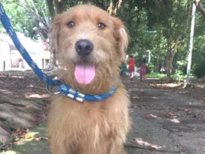 Cachorro raça SRD idade 1 ano nome RUIVO