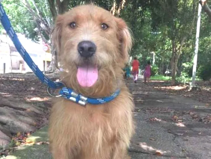 Cachorro ra a SRD idade 1 ano nome RUIVO