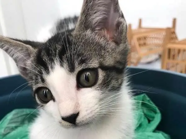 Gato ra a SRD idade 2 a 6 meses nome Connor