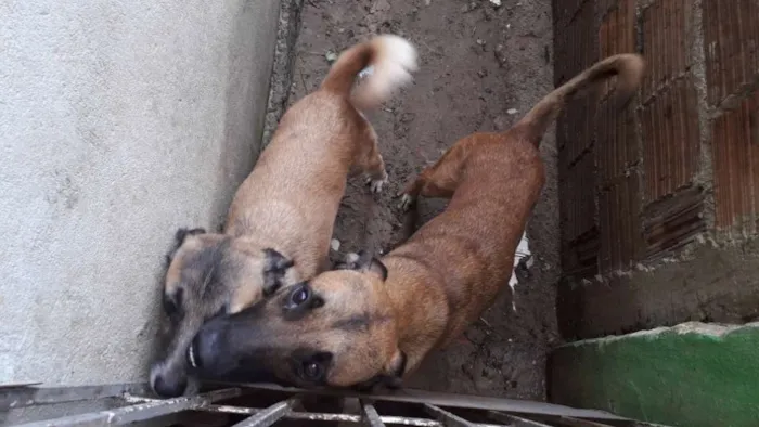 Cachorro ra a Vira-lata  idade 1 ano nome Xuxa e xerife