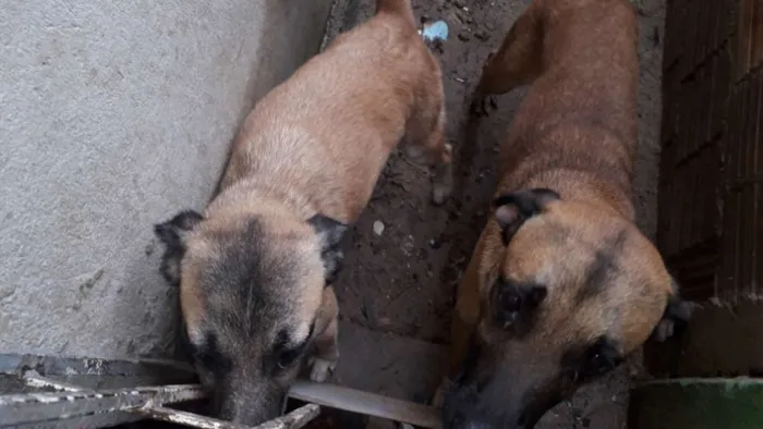 Cachorro ra a Vira-lata  idade 1 ano nome Xuxa e xerife