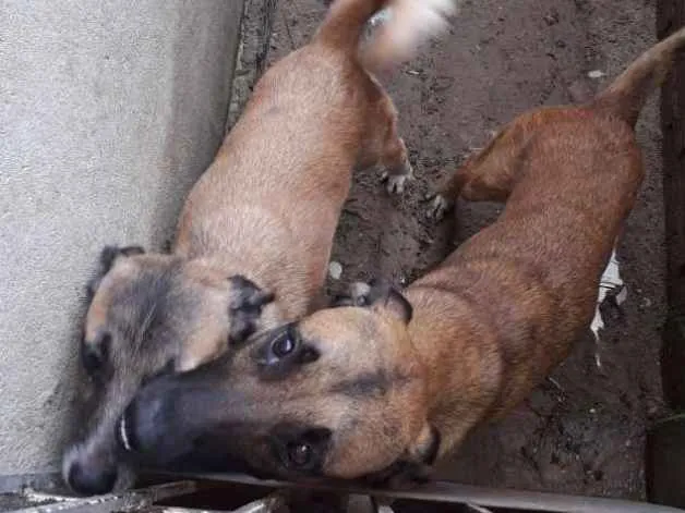 Cachorro ra a Vira-lata  idade 1 ano nome Xuxa e xerife