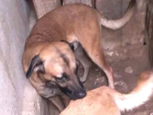 Cachorro raça Vira-lata  idade 1 ano nome Xuxa e xerife