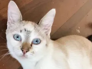 Gato raça SRD idade 2 a 6 meses nome Gucci
