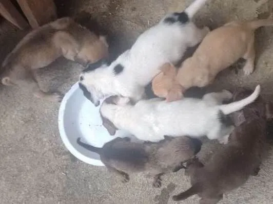 Cachorro raça Vira lata idade Abaixo de 2 meses nome Sem nomes