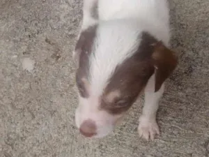 Cachorro raça Vira lata idade Abaixo de 2 meses nome Sem nomes