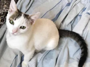 Gato raça SRD idade 2 a 6 meses nome Dior