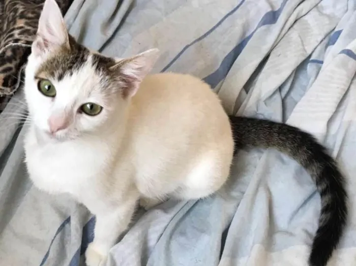 Gato ra a SRD idade 2 a 6 meses nome Dior