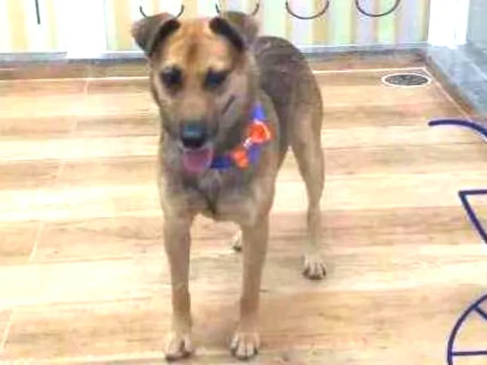 Cachorro ra a Srd idade 3 anos nome Max