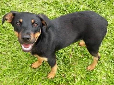 Cachorro ra a SRD idade 7 a 11 meses nome MEG