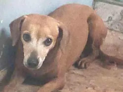 Cachorro ra a Salsichinha idade 5 anos nome Sem nome