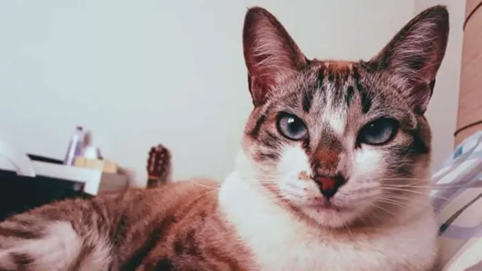 Gato ra a Não definida  idade 1 ano nome Pérola 