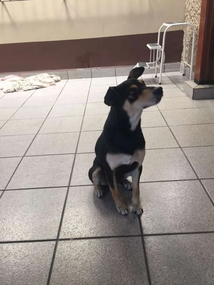 Cachorro ra a SRD idade 1 ano nome Paçoca