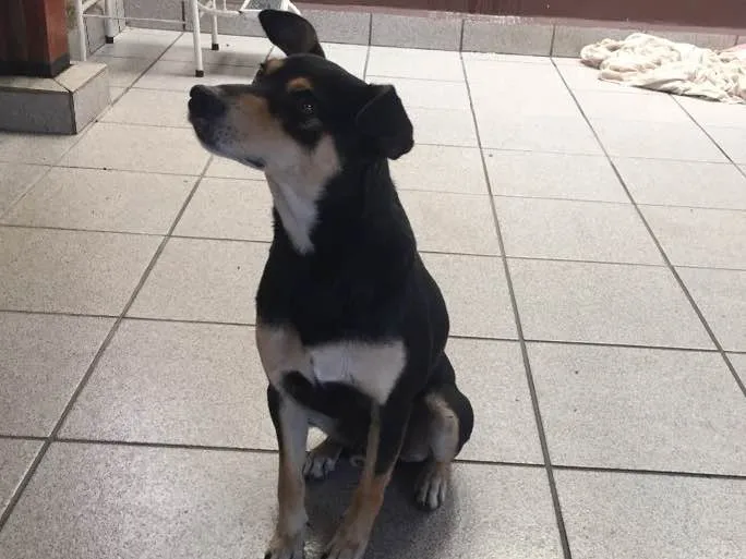 Cachorro ra a SRD idade 1 ano nome Paçoca