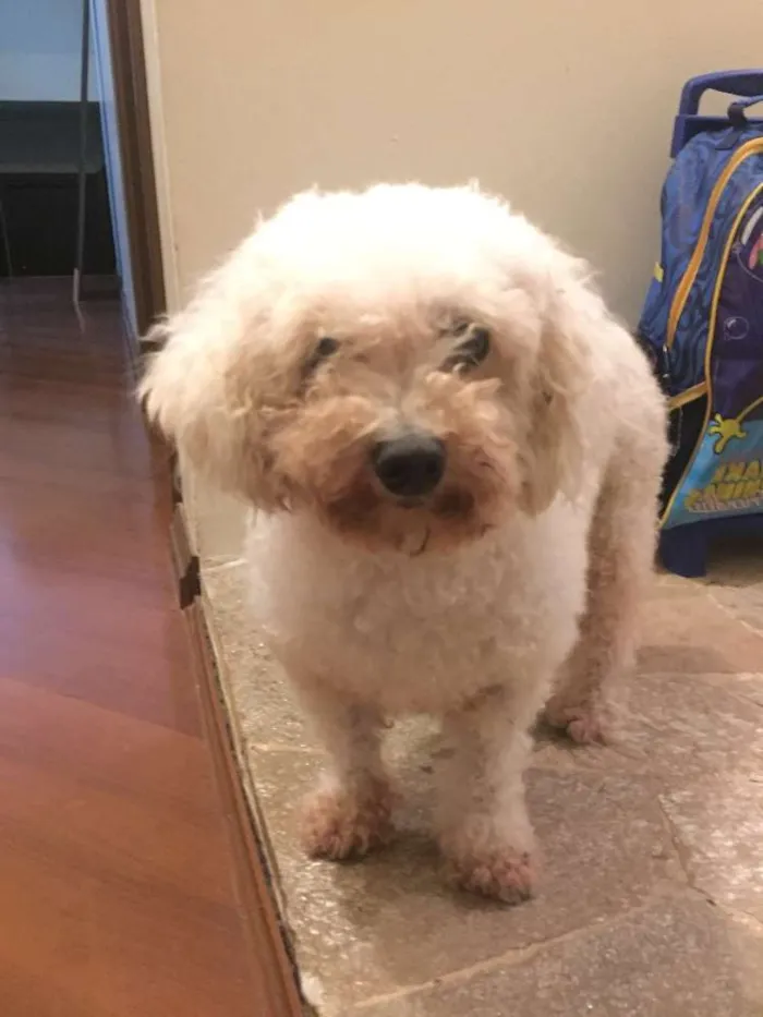 Cachorro ra a Poodle idade 6 ou mais anos nome Sem nome