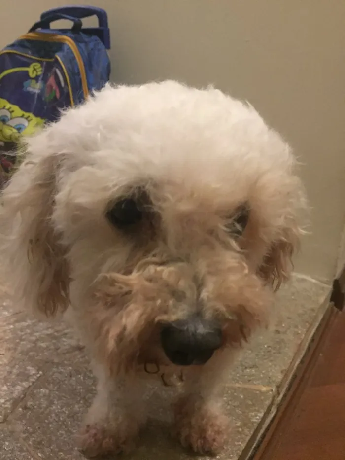 Cachorro ra a Poodle idade 6 ou mais anos nome Sem nome