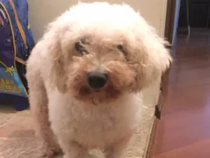 Cachorro raça Poodle idade 6 ou mais anos nome Sem nome